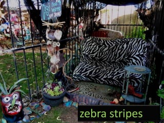 zebra stripes
 