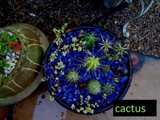 cactus
 