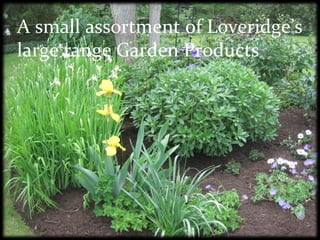 A small assortment of Loveridge’s  large range Garden Products 