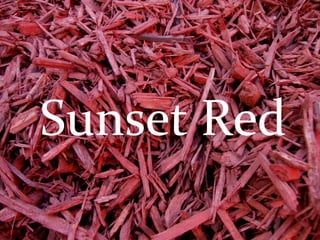 Sunset Red 