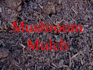 Mushroom Mulch 