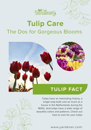 Tulip Care
The Dos for Gorgeous Blooms
TULIP FACT
www.yardener.com
Tulips have an interesting history, a
single tulip bulb cost as much as a
house in the Netherlands during the
1600s. And tulips have a wide range of
beautiful colors and patterns. Check out
how to care for your tulips
 