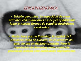 EDICION GENOMICA 
• Edición genómica. La capacidad de crear 
primates con mutaciones específicas podría dar 
lugar a nuevas formas de estudiar desórdenes 
cerebrales. 
• Hasta hace poco a Kunming, la capital de la 
provincia china de Yunnan, en el suroeste del 
país, no era un destino conocido. Pero la 
reputación de Kunming como ciudad de 
provincias aislada está cambiando rápidamente. 
 