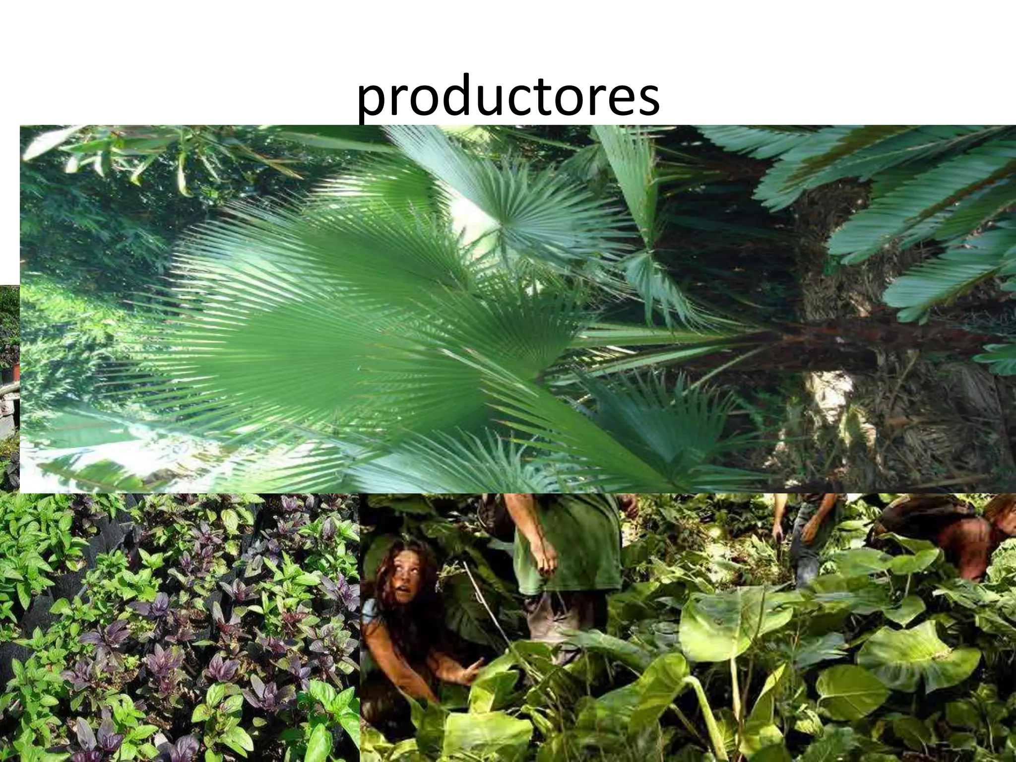 productores