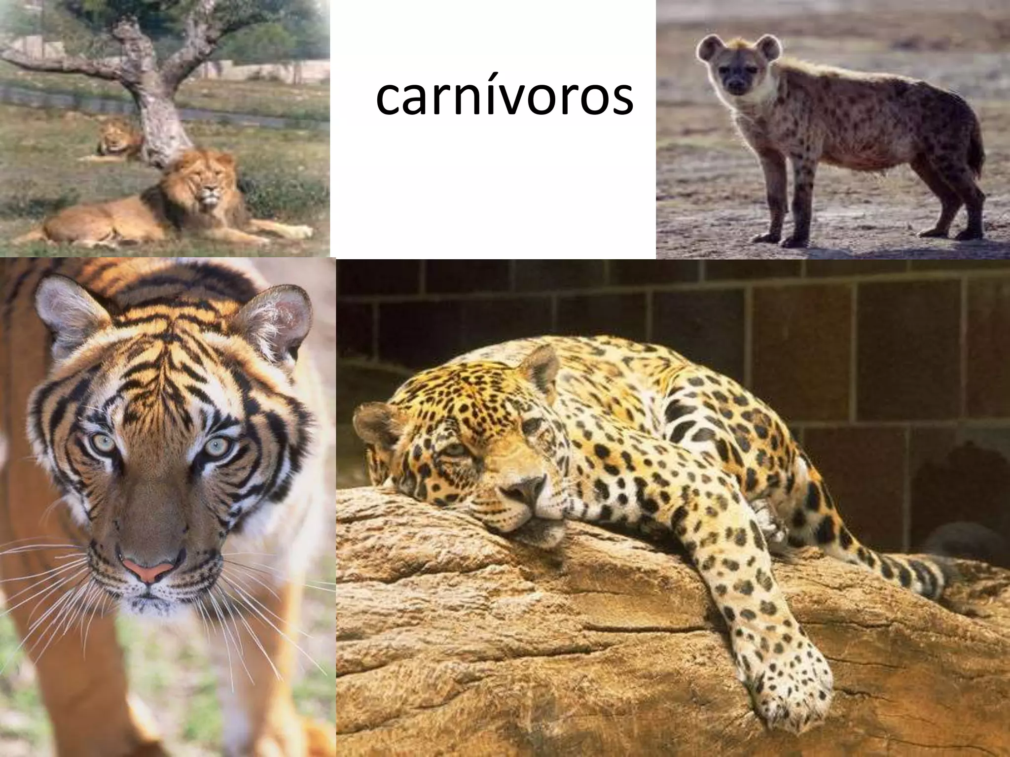 carnívoros
