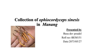 Collection of ophiocordyceps sinesis
in Manang
Presented by
Basu dev poudel
Roll no:-BEM151
Date:2073/05/27
 