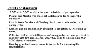 Result and discussion
• 3,500 m to 5,000 m altitudes was the habitat of yarsagumba.
• Pisang and Narako was the most suitable area for Yarsagumba
collection.
• People from Gorkha and Dhading district were main collector of
yarsagumba.
• Manage people are does not take part in collection due to religious
view .
• Collector collect only 5-10 pieces of yarsagumba perhead per day i.e.
monthly 150-200 pieces.Since 2007 they used to collect more than
3000 pieces in a season.
• Healthy grassland environment is favorable for the caterpillar
development.
 