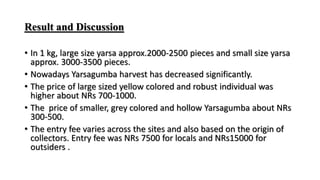 Result and Discussion
• In 1 kg, large size yarsa approx.2000-2500 pieces and small size yarsa
approx. 3000-3500 pieces.
• Nowadays Yarsagumba harvest has decreased significantly.
• The price of large sized yellow colored and robust individual was
higher about NRs 700-1000.
• The price of smaller, grey colored and hollow Yarsagumba about NRs
300-500.
• The entry fee varies across the sites and also based on the origin of
collectors. Entry fee was NRs 7500 for locals and NRs15000 for
outsiders .
 