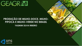 YASMIM SILVA RIBEIRO
PRODUÇÃO DE MILHO-DOCE, MILHO-
PIPOCA E MILHO-VERDE NO BRASIL
 