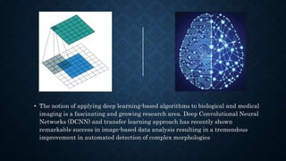 • The notion of applying deep learning-based algorithms to biological and medical
imaging is a fascinating and growing research area. Deep Convolutional Neural
Networks (DCNN) and transfer learning approach has recently shown
remarkable success in image-based data analysis resulting in a tremendous
improvement in automated detection of complex morphologies
 