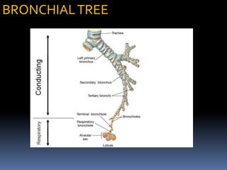 BRONCHIALTREE
 