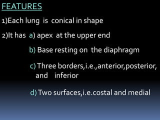 FEATURES
1)Each lung is conical in shape
2)It has a) apex at the upper end
b) Base resting on the diaphragm
c)Three borders,i.e.,anterior,posterior,
and inferior
d)Two surfaces,i.e.costal and medial
 