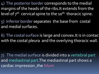 4) The posterior border corresponds to the medial
margins of the heads of the ribs.It extends from the
level of 7th cervical spine to the 10th thoracic spine.
5) Inferior border separates the base from costal
and medial surfaces.
6) The costal surface is large and convex.It is in contact
with the costal pleura and the overlying thoracic wall.
7) The medial surface is divided into a vertebral part
and mediastinal part.The mediastinal part shows a
cardiac impression ,the hilum
 
