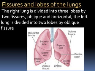 Fissures and lobes of the lungs
The right lung is divided into three lobes by
two fissures, oblique and horizontal, the left
lung is divided into two lobes by oblique
fissure
 