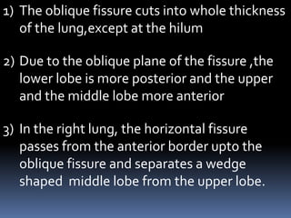 1) The oblique fissure cuts into whole thickness
of the lung,except at the hilum
2) Due to the oblique plane of the fissure ,the
lower lobe is more posterior and the upper
and the middle lobe more anterior
3) In the right lung, the horizontal fissure
passes from the anterior border upto the
oblique fissure and separates a wedge
shaped middle lobe from the upper lobe.
 