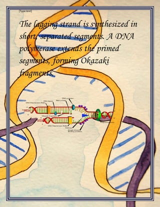 [Type text]
The lagging strand is synthesized in
short, separated segments. A DNA
polymerase extends the primed
segments, forming Okazaki
fragments.
 