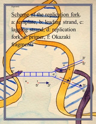 [Type text]
Scheme of the replication fork.
a: template, b: leading strand, c:
lagging strand, d: replication
fork, e: primer, f: Okazaki
fragments
 