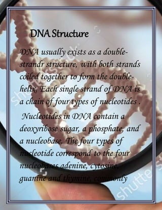 [Type text]
DNAStructure
DNA usually exists as a double-
strandr structure, with both strands
coiled together to form the double-
helix. Each single strand of DNA is
a chain of four types of nucleotides .
Nucleotides in DNA contain a
deoxyribose sugar, a phosphate, and
a nucleobase. The four types of
nucleotide correspond to the four
nucleobases adenine, cytosine,
guanine and thymine, commonly
 