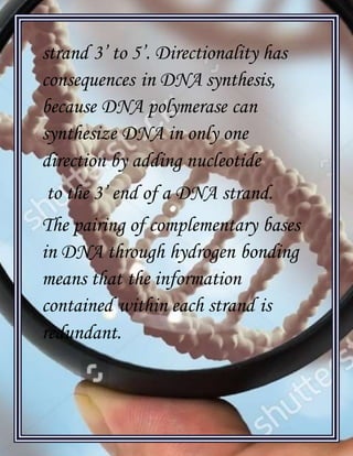 [Type text]
strand 3’ to 5’. Directionality has
consequences in DNA synthesis,
because DNA polymerase can
synthesize DNA in only one
direction by adding nucleotide
to the 3’ end of a DNA strand.
The pairing of complementary bases
in DNA through hydrogen bonding
means that the information
contained within each strand is
redundant.
 