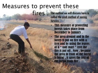 Measures to prevent these
fires . The method we will discuss here is
called the sindi method of savingsindi method of saving
forests .forests .
• This measure of protecting
forests takes place from
December to January .
• The area around and in the
forets is put on fire with a
tyre and by using the leaves
of a “ tadi mari “ tree the
fire is put off . Now , because
the area in front of the forest
is burnt , it saves the rest of
the forest from fire .
 
