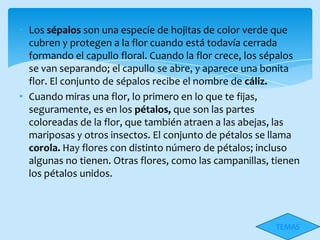 • Los sépalos son una especie de hojitas de color verde que
  cubren y protegen a la flor cuando está todavía cerrada
  formando el capullo floral. Cuando la flor crece, los sépalos
  se van separando; el capullo se abre, y aparece una bonita
  flor. El conjunto de sépalos recibe el nombre de cáliz.
• Cuando miras una flor, lo primero en lo que te fijas,
  seguramente, es en los pétalos, que son las partes
  coloreadas de la flor, que también atraen a las abejas, las
  mariposas y otros insectos. El conjunto de pétalos se llama
  corola. Hay flores con distinto número de pétalos; incluso
  algunas no tienen. Otras flores, como las campanillas, tienen
  los pétalos unidos.



                                                         TEMAS
 