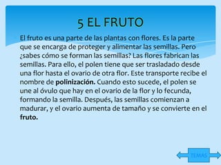 5 EL FRUTO
El fruto es una parte de las plantas con flores. Es la parte
que se encarga de proteger y alimentar las semillas. Pero
¿sabes cómo se forman las semillas? Las flores fabrican las
semillas. Para ello, el polen tiene que ser trasladado desde
una flor hasta el ovario de otra flor. Este transporte recibe el
nombre de polinización. Cuando esto sucede, el polen se
une al óvulo que hay en el ovario de la flor y lo fecunda,
formando la semilla. Después, las semillas comienzan a
madurar, y el ovario aumenta de tamaño y se convierte en el
fruto.




                                                          TEMAS
 