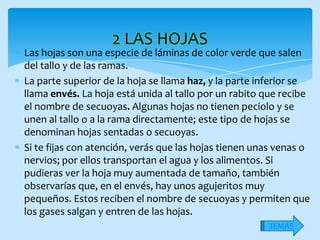 2 LAS HOJAS
Las hojas son una especie de láminas de color verde que salen
del tallo y de las ramas.
La parte superior de la hoja se llama haz, y la parte inferior se
llama envés. La hoja está unida al tallo por un rabito que recibe
el nombre de secuoyas. Algunas hojas no tienen peciolo y se
unen al tallo o a la rama directamente; este tipo de hojas se
denominan hojas sentadas o secuoyas.
Si te fijas con atención, verás que las hojas tienen unas venas o
nervios; por ellos transportan el agua y los alimentos. Si
pudieras ver la hoja muy aumentada de tamaño, también
observarías que, en el envés, hay unos agujeritos muy
pequeños. Estos reciben el nombre de secuoyas y permiten que
los gases salgan y entren de las hojas.
                                                       TEMAS
 