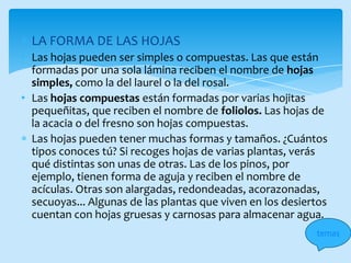 LA FORMA DE LAS HOJAS
• Las hojas pueden ser simples o compuestas. Las que están
  formadas por una sola lámina reciben el nombre de hojas
  simples, como la del laurel o la del rosal.
• Las hojas compuestas están formadas por varias hojitas
  pequeñitas, que reciben el nombre de foliolos. Las hojas de
  la acacia o del fresno son hojas compuestas.
  Las hojas pueden tener muchas formas y tamaños. ¿Cuántos
  tipos conoces tú? Si recoges hojas de varias plantas, verás
  qué distintas son unas de otras. Las de los pinos, por
  ejemplo, tienen forma de aguja y reciben el nombre de
  acículas. Otras son alargadas, redondeadas, acorazonadas,
  secuoyas... Algunas de las plantas que viven en los desiertos
  cuentan con hojas gruesas y carnosas para almacenar agua.
                                                            temas
 