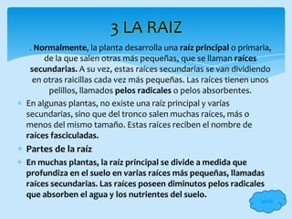 3 LA RAIZ
 . Normalmente, la planta desarrolla una raíz principal o primaria,
     de la que salen otras más pequeñas, que se llaman raíces
 secundarias. A su vez, estas raíces secundarias se van dividiendo
  en otras raicillas cada vez más pequeñas. Las raíces tienen unos
      pelillos, llamados pelos radicales o pelos absorbentes.
En algunas plantas, no existe una raíz principal y varías
secundarias, sino que del tronco salen muchas raíces, más o
menos del mismo tamaño. Estas raíces reciben el nombre de
raíces fasciculadas.
Partes de la raíz
En muchas plantas, la raíz principal se divide a medida que
profundiza en el suelo en varias raíces más pequeñas, llamadas
raíces secundarias. Las raíces poseen diminutos pelos radicales
que absorben el agua y los nutrientes del suelo.
                                                                tema
 