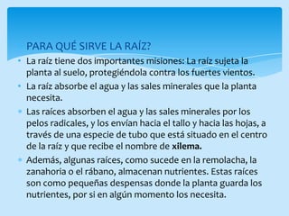 PARA QUÉ SIRVE LA RAÍZ?
• La raíz tiene dos importantes misiones: La raíz sujeta la
  planta al suelo, protegiéndola contra los fuertes vientos.
• La raíz absorbe el agua y las sales minerales que la planta
  necesita.
  Las raíces absorben el agua y las sales minerales por los
  pelos radicales, y los envían hacia el tallo y hacia las hojas, a
  través de una especie de tubo que está situado en el centro
  de la raíz y que recibe el nombre de xilema.
  Además, algunas raíces, como sucede en la remolacha, la
  zanahoria o el rábano, almacenan nutrientes. Estas raíces
  son como pequeñas despensas donde la planta guarda los
  nutrientes, por si en algún momento los necesita.
 
