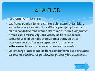 4 LA FLOR
LAS PARTES DE LA FLOR
Las flores pueden tener distintos colores, pero, también,
varias formas y tamaños. La rafflesia, por ejemplo, es la
planta con la flor más grande del mundo: ¡pesa 7 kilogramos
y mide casi 1 metro! Algunas veces, las flores aparecen
solitarias al final del tallo o de la rama; pero, en otras
ocasiones, varias flores se agrupan y forman una
inflorescencia; es lo que sucede con las hortensias.
Sin embargo, casi todas las flores están formadas por cuatro
partes: los sépalos, los pétalos, los pistilos y los estambres.


                                                      TEMAS
 