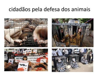 cidadãos pela defesa dos animais

 