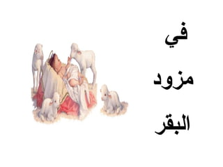 ‫في‬
‫مزود‬
‫البقر‬
 