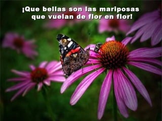 ¡Que bellas son las mariposas¡Que bellas son las mariposas
que vuelan de flor en flor!que vuelan de flor en flor!
 