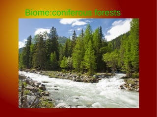 Biome:coniferous forests
 