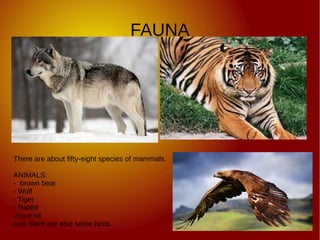 FAUNA
There are about fifty-eight species of mammals.
ANIMALS:
- brown bear
- Wolf
- Tiger
- Rabbit
-Squirrel
And there are also some birds.
 