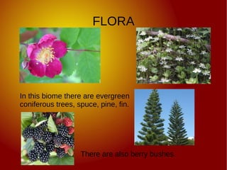 FLORA
In this biome there are evergreen
coniferous trees, spuce, pine, fin.
There are also berry bushes.
 