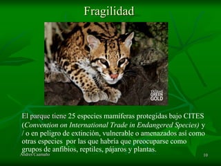 Fragilidad




El parque tiene 25 especies mamíferas protegidas bajo CITES
(Convention on International Trade in Endangered Species) y
/ o en peligro de extinción, vulnerable o amenazados así como
otras especies por las que habría que preocuparse como
grupos de anfibios, reptiles, pájaros y plantas.
Andres Caamaño                                              10
 