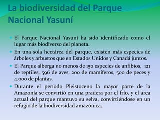 La biodiversidad del Parque 
Nacional Yasuní 
 El Parque Nacional Yasuní ha sido identificado como el 
lugar más biodiverso del planeta. 
 En una sola hectárea del parque, existen más especies de 
árboles y arbustos que en Estados Unidos y Canadá juntos. 
 El Parque alberga no menos de 150 especies de anfibios, 121 
de reptiles, 596 de aves, 200 de mamíferos, 500 de peces y 
4.000 de plantas. 
 Durante el período Pleistoceno la mayor parte de la 
Amazonía se convirtió en una pradera por el frío, y el área 
actual del parque mantuvo su selva, convirtiéndose en un 
refugio de la biodiversidad amazónica. 
 