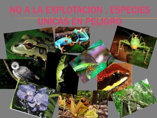 NO A LA EXPLOTACION , ESPECIES
UNICAS EN PELIGRO
 