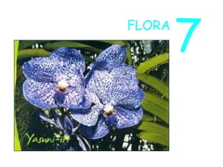 7FLORA
 