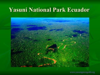 Yasuni National Park Ecuador  www.yasunigreengold.org 