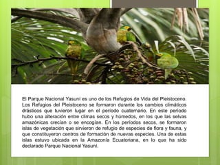 El Parque Nacional Yasuní es uno de los Refugios de Vida del Pleistoceno.
Los Refugios del Pleistoceno se formaron durante los cambios climáticos
drásticos que tuvieron lugar en el período cuaternario. En este período
hubo una alteración entre climas secos y húmedos, en los que las selvas
amazónicas crecían o se encogían. En los períodos secos, se formaron
islas de vegetación que sirvieron de refugio de especies de flora y fauna, y
que constituyeron centros de formación de nuevas especies. Una de estas
islas estuvo ubicada en la Amazonía Ecuatoriana, en lo que ha sido
declarado Parque Nacional Yasuní.
 