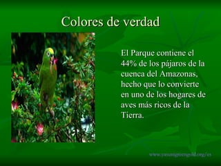 Colores de verdad El Parque contiene el 44% de los pájaros de la cuenca del Amazonas, hecho que lo convierte en uno de los hogares de aves más ricos de la Tierra .  www.yasunigreengold.org/es 