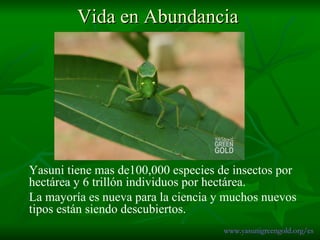Vida en Abundancia Yasuni tiene mas de100,000 especies de insectos por hectárea y 6 trillón individuos por hectárea.  La mayoría es nueva para la ciencia y muchos nuevos tipos están siendo descubiertos.  www.yasunigreengold.org/es 