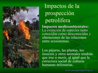 Impactos  de la    prospección    petrolífera  Impactos medioambientales:  La extinción de especies tanto conocidas como desconocidas y a lteraciones de las relaciones entre ecosistemas .  Los pájaros, las plantas, los insectos y otros animales tendrán que irse o morir, al igual que la estructura social de culturas humanas milenarias. www.yasunigreengold.org/es 