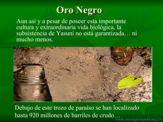 Oro Negro Debajo de este trozo de paraíso se han localizado hasta 920 millones de barriles de crudo… www.yasunigreengold.org/es Aun así y a pesar de poseer esta importante cultura y extraordinaria vida biológica, la subsistencia de Yasuní no está garantizada… ni mucho menos. 