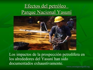 Efectos del petróleo  Parque Nacional Yasuní Los impactos de la prospección petrolífera en los alrededores del Yasuní han sido documentados exhaustivamente.  www.yasunigreengold.org 