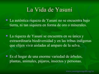 La Vida de Yasuní La auténtica riqueza de Yasuní no se encuentra bajo tierra, ni tan siquiera en forma de oro o minerales. La riqueza de Yasuní se encuentra en su única y extraordinaria biodiversidad y en las tribus indígenas que elijen vivir aisladas al amparo de la selva. Es el hogar de una enorme variedad de árboles, plantas, animales, pájaros, insectos y personas. www.yasunigreengold.org/es 
