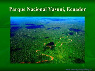 Parque Nacional Yasuni, Ecuador www.yasunigreengold.org/es 